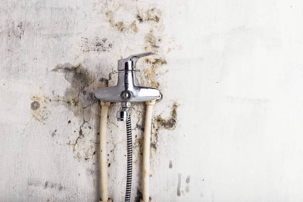 Best Mold Remediation  in Camanche, IA