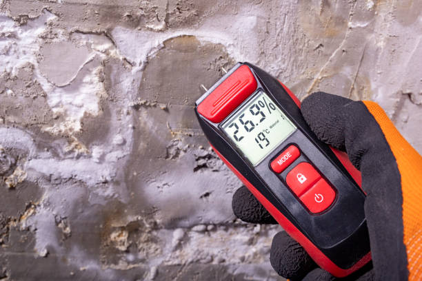 Best Mold Damage Repair  in Camanche, IA