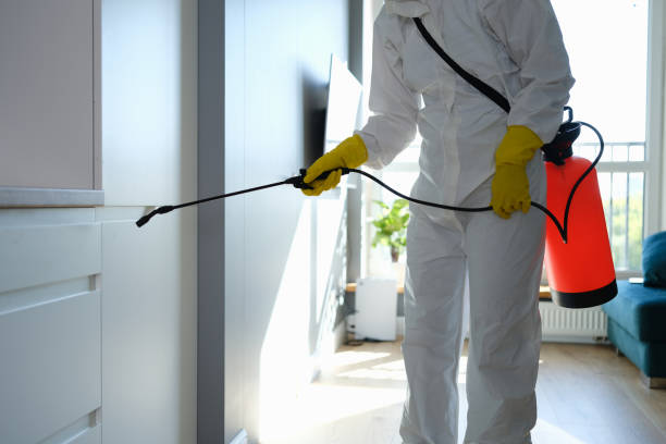 Best Home Mold Removal  in Camanche, IA