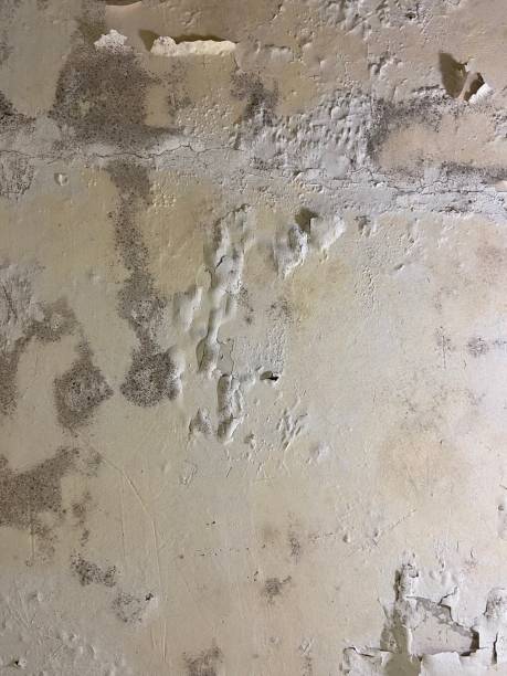  Camanche, IA Mold Removal Pros
