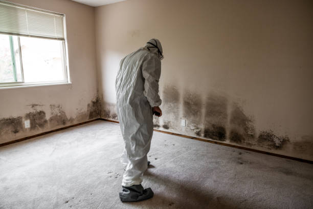 Best Black Mold Removal  in Camanche, IA