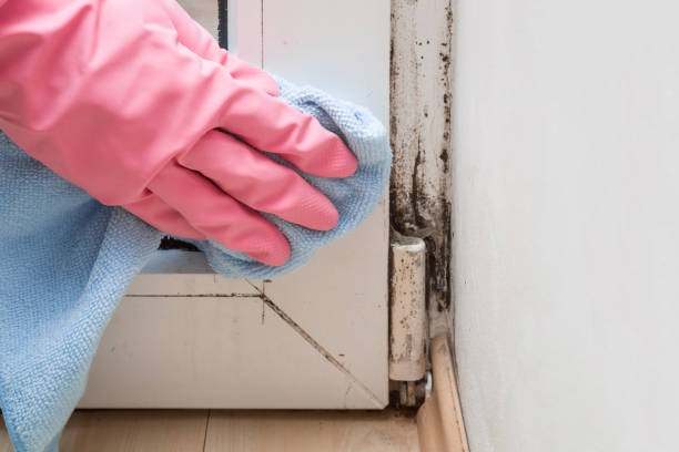 Best Mold Removal Specialists  in Camanche, IA