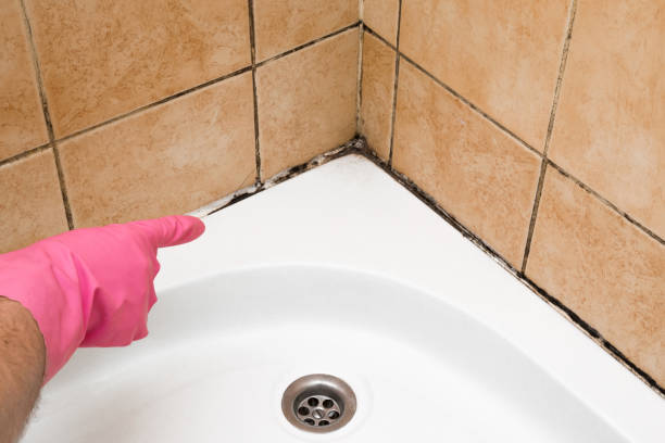 Mold Removal Process in Camanche, IA